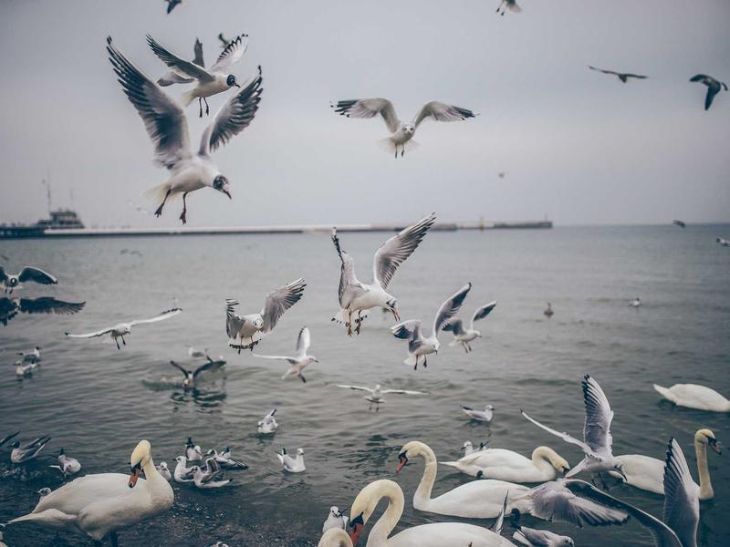 sudoku device transfer